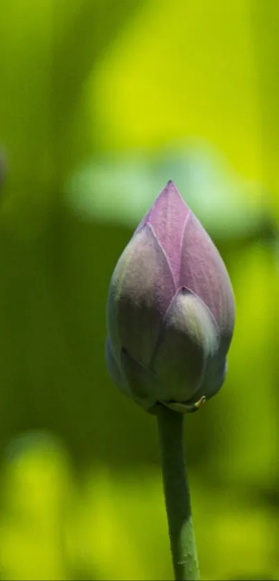 Close-up of a budding lotus against green leaves.