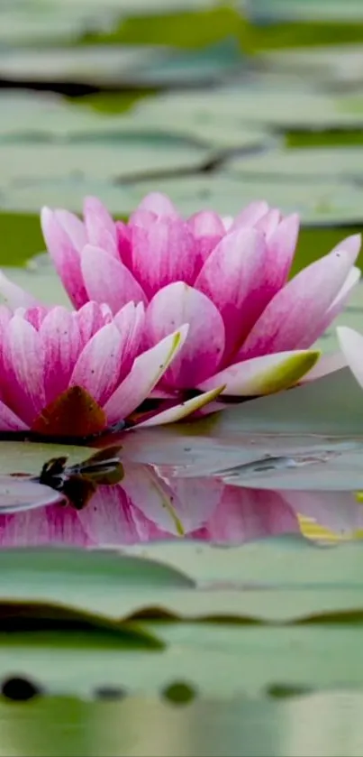 Beautiful pink lotus flowers reflected in calm water with green lily pads.