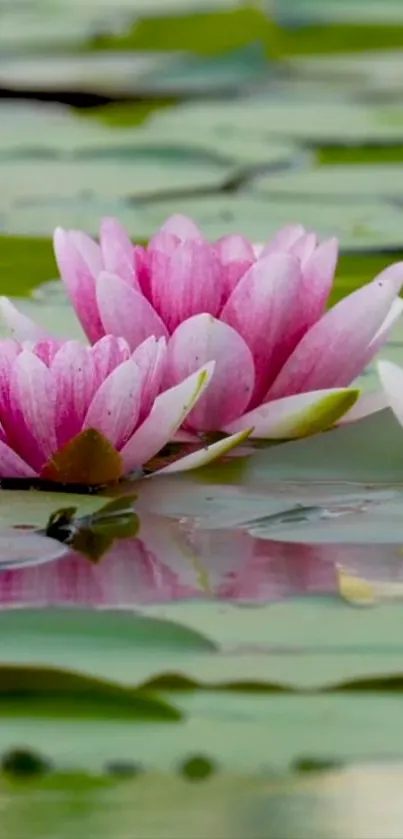 Pink lotus blossoms float peacefully on a tranquil pond.