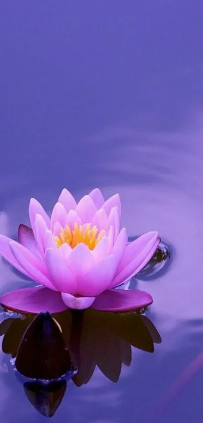 Purple water with serene lotus blossom reflection.