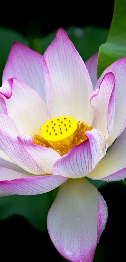 Beautiful pink lotus flower with green leaves background.