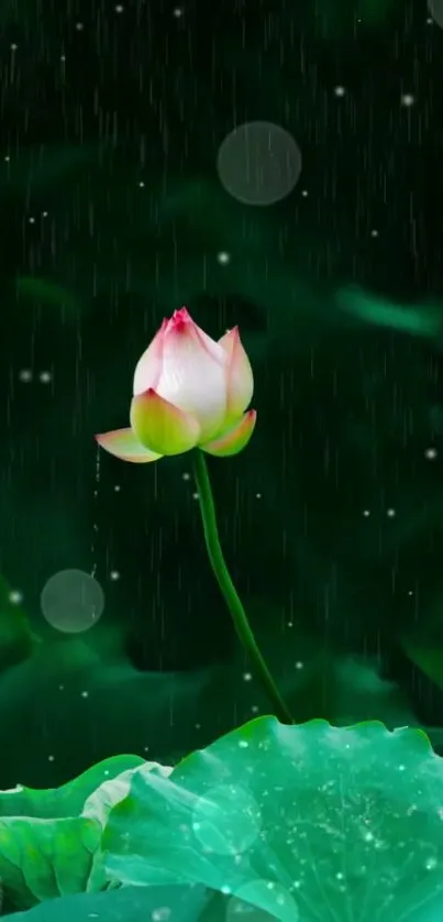 Lotus flower rising amid lush green leaves with falling raindrops.