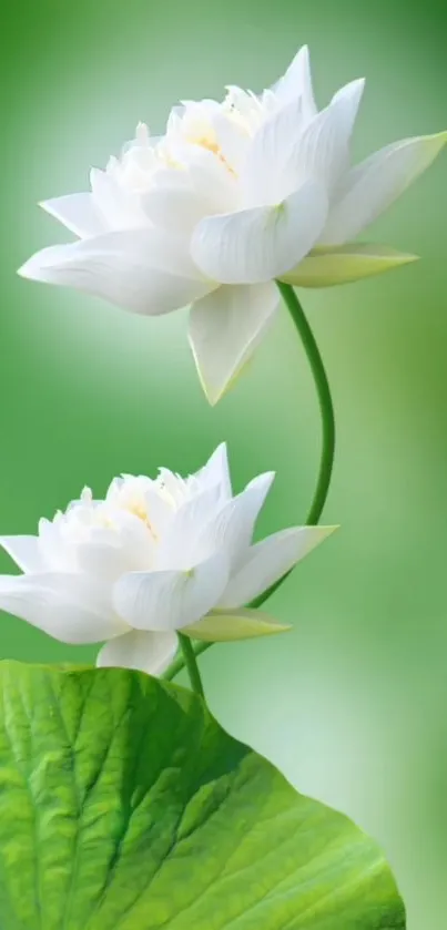 White lotus flowers with green leaf background.