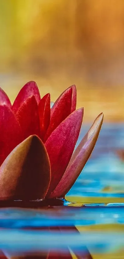 Red lotus flower on calm reflective water surface with warm hues.