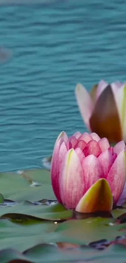 Serene lotus blossom on blue water with green leaves.