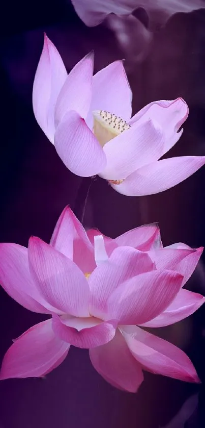 Serene pink lotus blossoms with dark violet background.