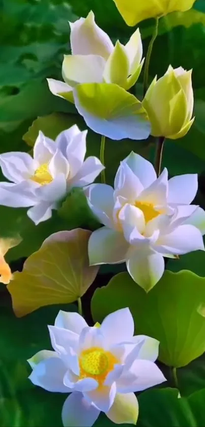 Elegant white lotus flowers on green leaves with tranquil background.