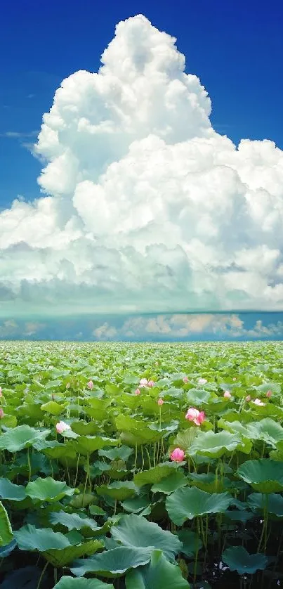 Lotus field under blue sky with white clouds.