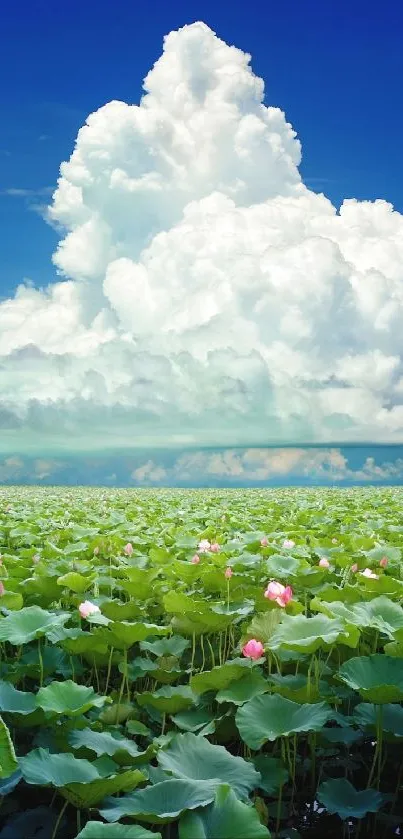 Lotus field beneath a cloudy blue sky, offering a serene view.