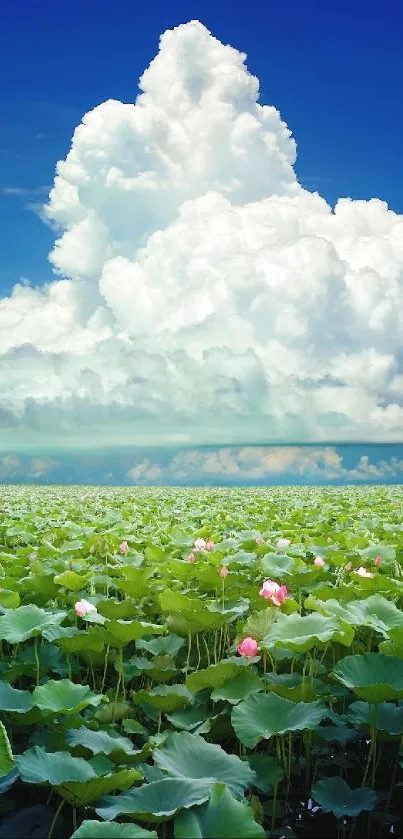 Serene lotus field with blue sky and clouds, perfect for nature wallpaper.