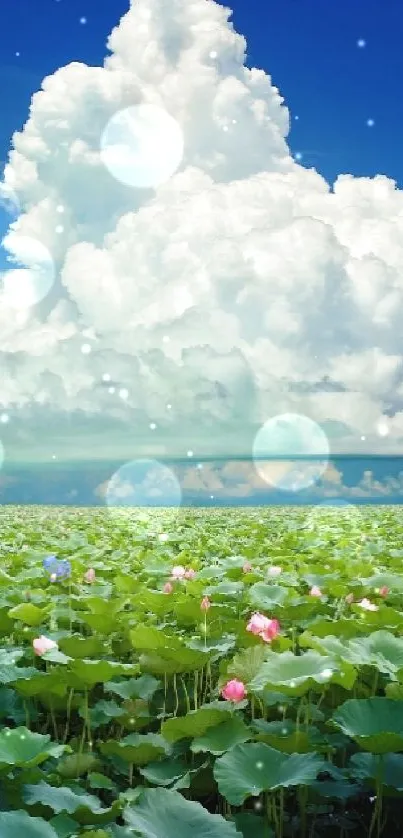 Serene lotus field under a big blue sky with fluffy clouds.