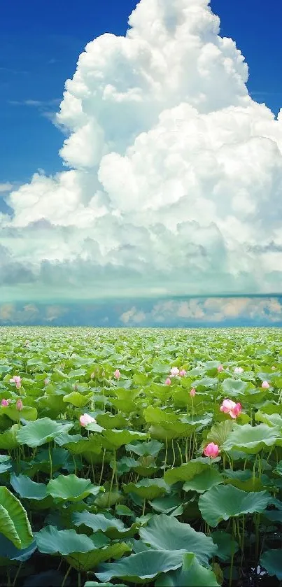 Lotus field under blue sky with clouds wallpaper.