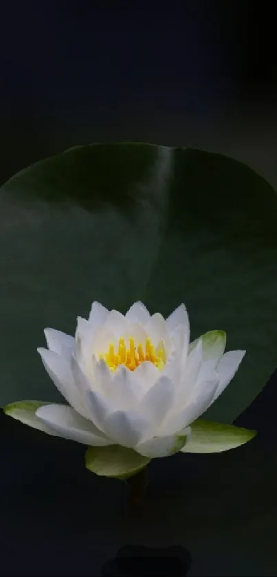 White lotus blossom against dark green leaf.