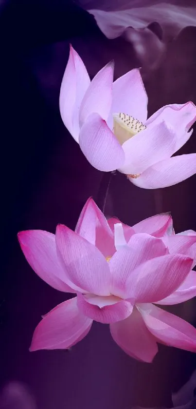 Serene pink lotus flowers on a dark background.