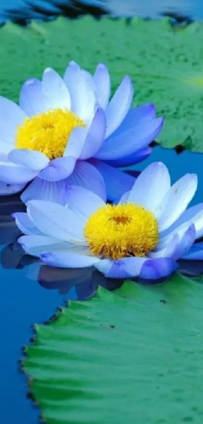 Blue lotus flowers with green lily pads.