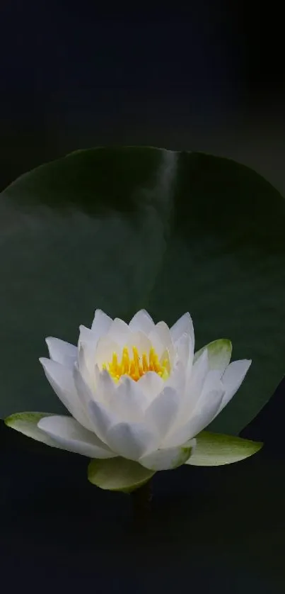 Peaceful lotus flower with dark green leaf backdrop.