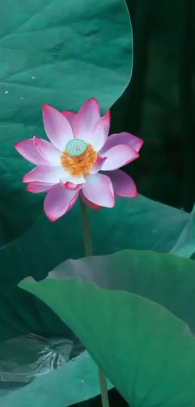 Vibrant lotus flower with green leaves background.