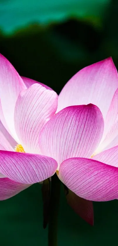 Serene pink lotus flower with vibrant petals on a dark green background wallpaper.