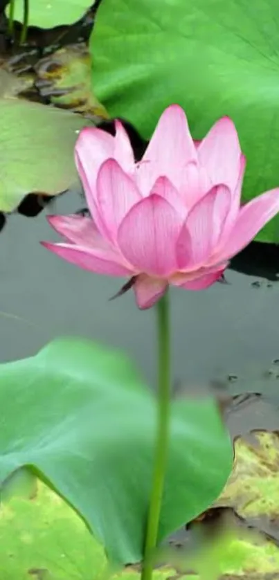 A serene pink lotus flower floats on a green pond, surrounded by large green leaves.