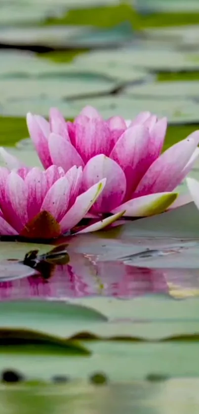 Pink lotus flowers floating on calm water with green leaves.