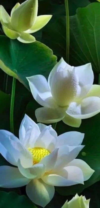 Mobile wallpaper of white lotus flowers with green leaves.