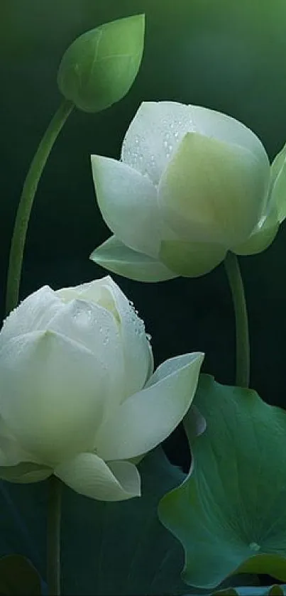 Mobile wallpaper featuring white lotus flowers with dewdrops on a green background.