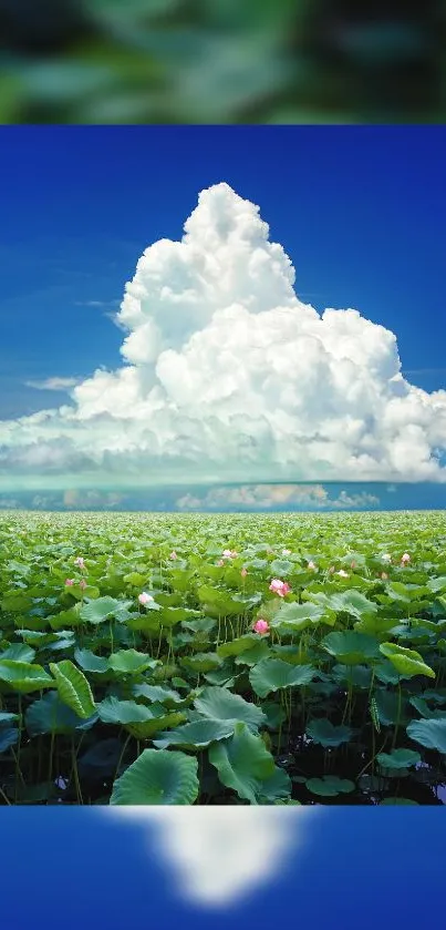 Lotus lake under blue sky with clouds mobile wallpaper.