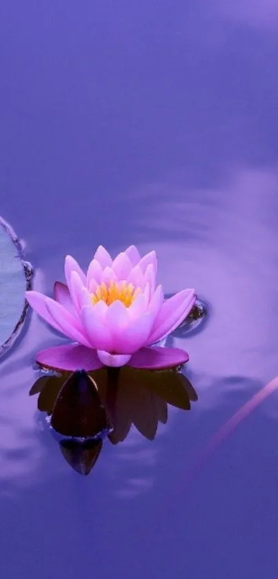 Pink lotus floating on tranquil purple water, creating a serene mobile wallpaper.