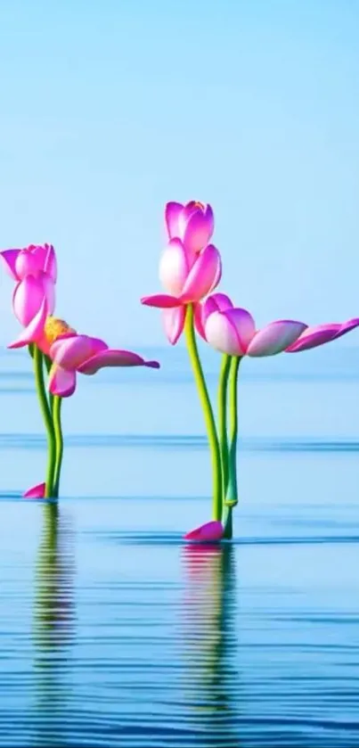 Serene pink lotus flowers reflecting on calm blue water.