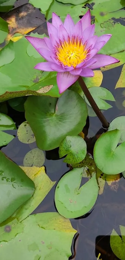 Purple lotus flower in a green lily pond.