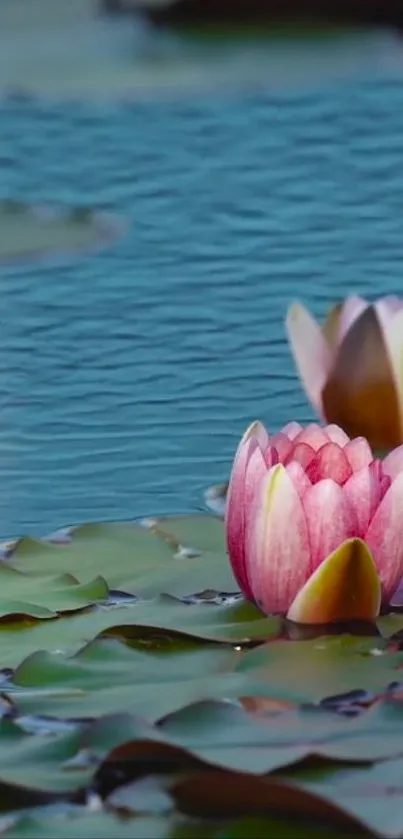 Pink lotus flowers on a serene blue pond, creating a calming mobile wallpaper.