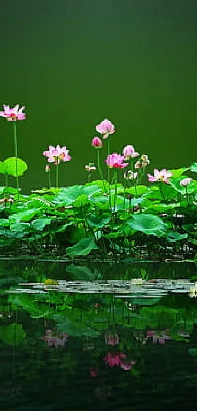 Tranquil dark green pond with pink lotus flowers and foliage.