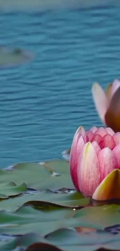 Tranquil pond with pink lotus flowers and blue water, perfect for mobile wallpaper.