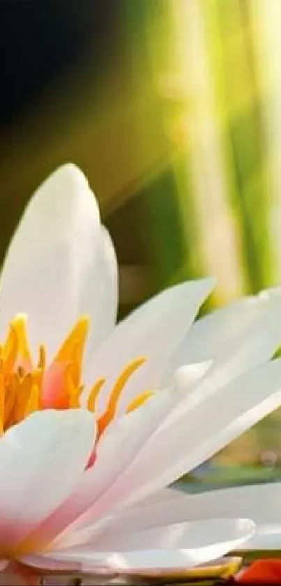 Lotus blooms under sunlight in a tranquil green pond.