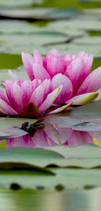 Pink lotus flowers floating on a green pond, creating a serene wallpaper.