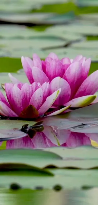 Pink lotus flowers floating on a tranquil pond with lily pads.