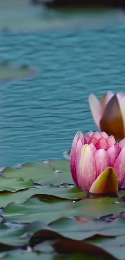 Serene lotus pond with pink blossoms and tranquil blue water.