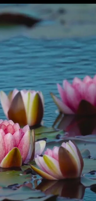 Serene lotus flowers floating on a tranquil blue pond with lily pads.