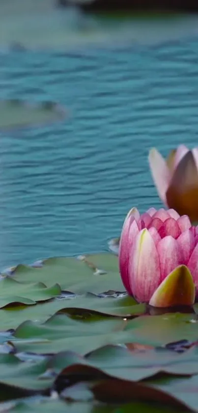 Mobile wallpaper with pink lotus on a tranquil blue pond.