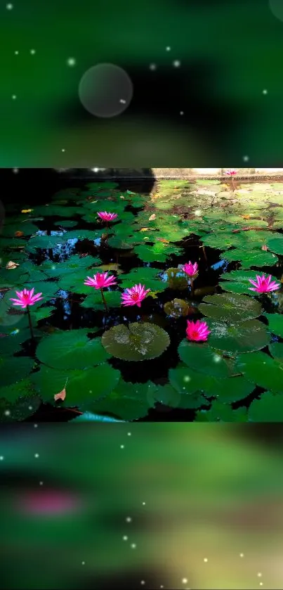 Calm pond with blooming pink lotuses and serene green leaves.