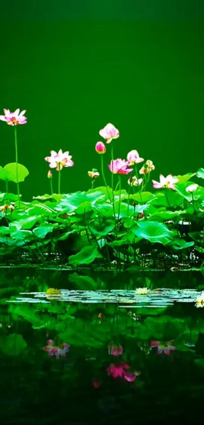 A serene lotus pond with pink flowers and green leaves.