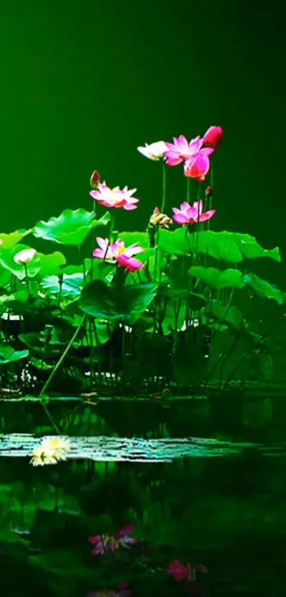 Serene lotus pond with green leaves and pink flowers reflecting in water.