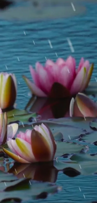 Serene mobile wallpaper with lotus flowers in the rain.