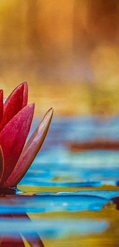 Serene lotus with vibrant water reflection, ideal for mobile wallpaper.