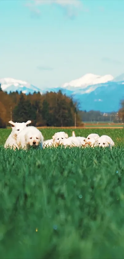 Sheep in green meadow with snowy Alps.