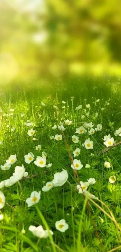 Sunlit green meadow with white blossoms and serene ambience.