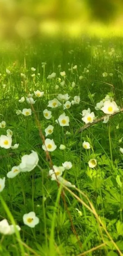 Lush green grass with white flowers in a serene meadow.