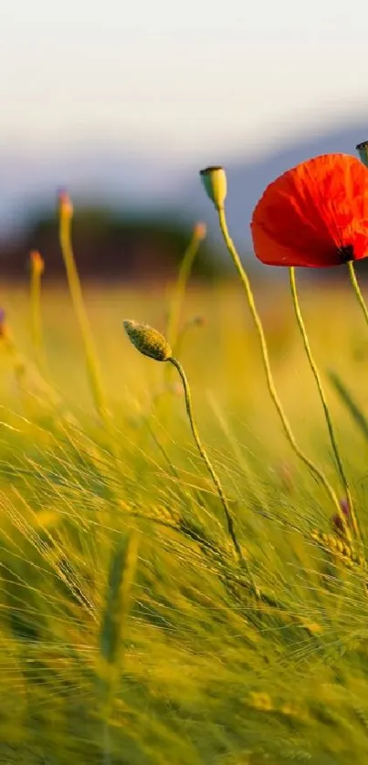 Green meadow with a vibrant red poppy.