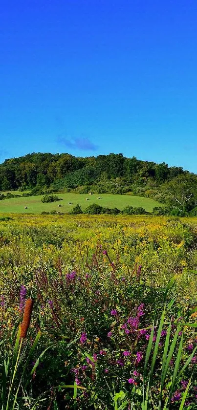 Vibrant meadow and clear blue sky mobile wallpaper.