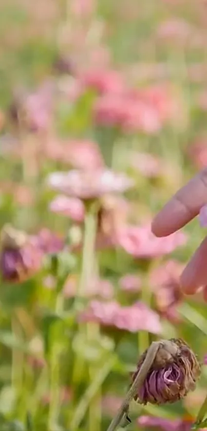 Hand touching pink flowers in a peaceful meadow.